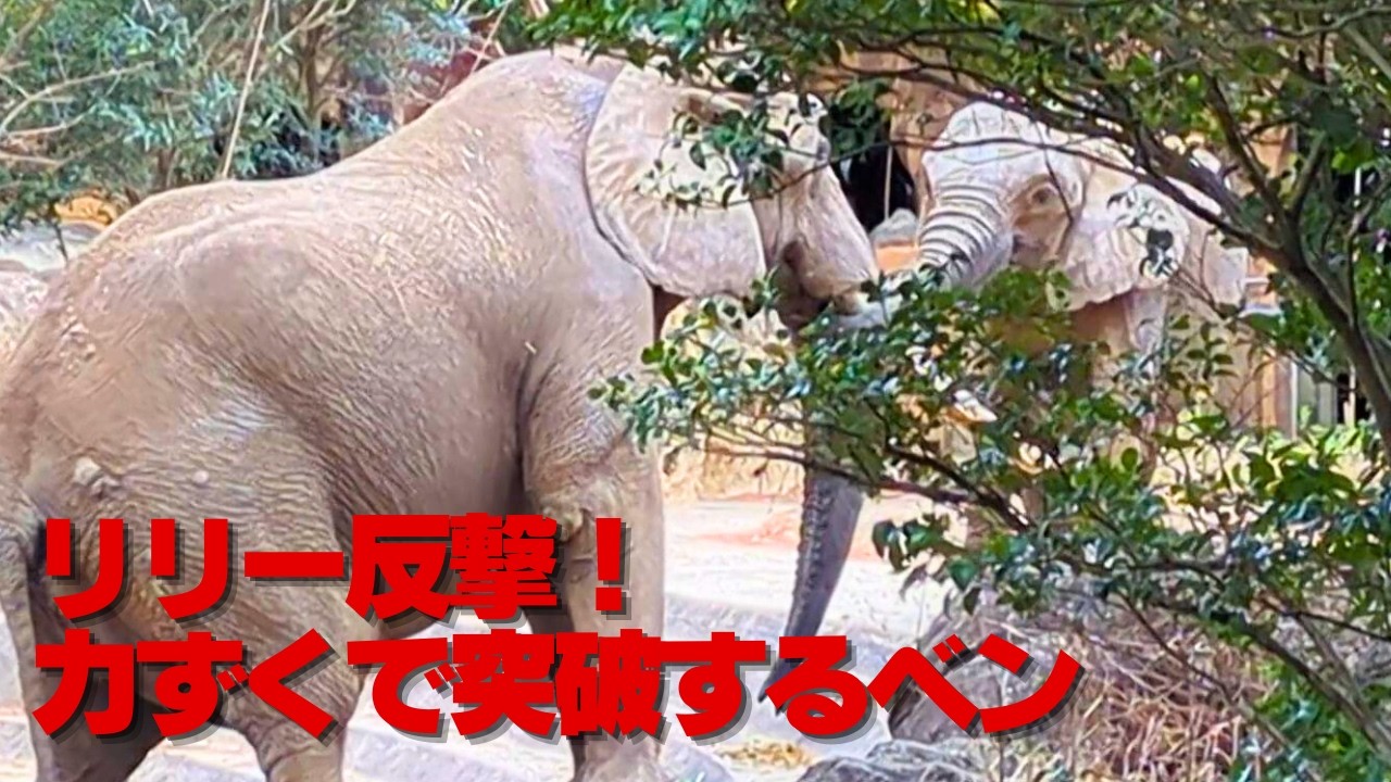 【アフリカゾウ 八木山動物公園】水飲み場にいたベンはリリーに追い詰められる｜積極的にベンを誘うリリー