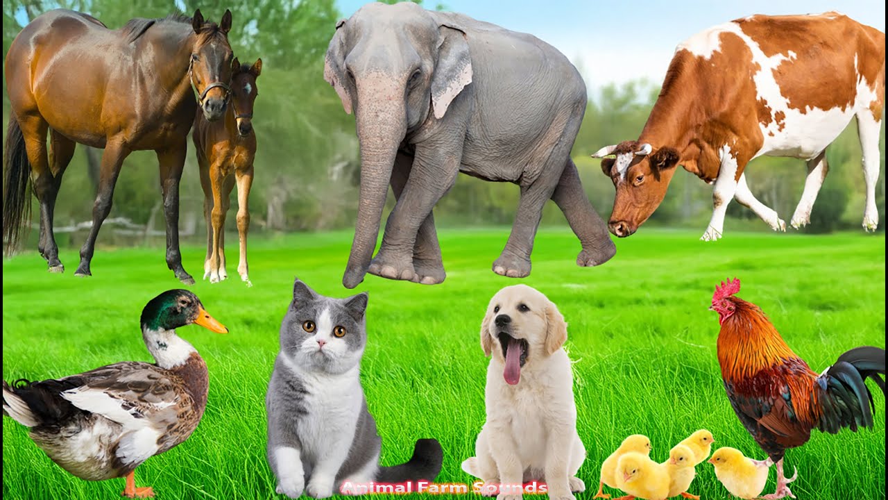 Farm Animal Habitat: Dog, Cow, Sheep, Hedgehog, Chicken, Cat, Rabbit, Pig, Duck – Animal Videos