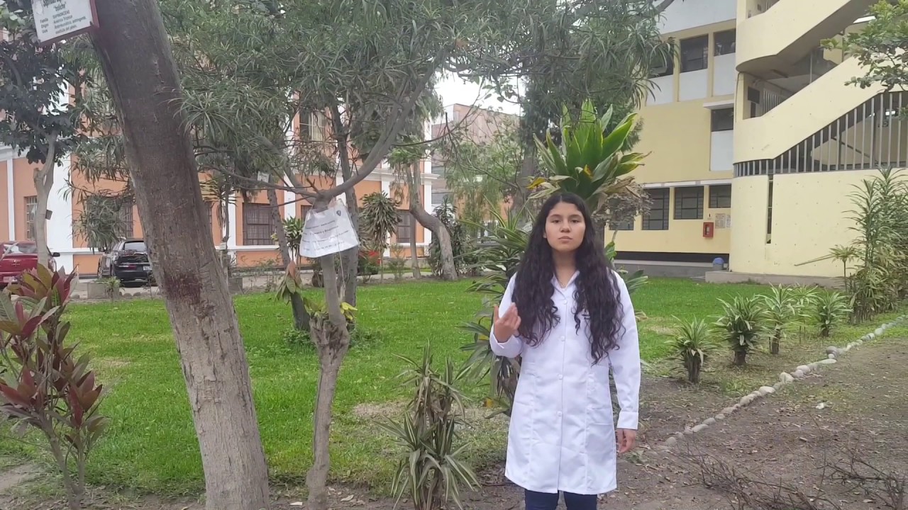 Arbol adoptado - Thevetia peruviana 