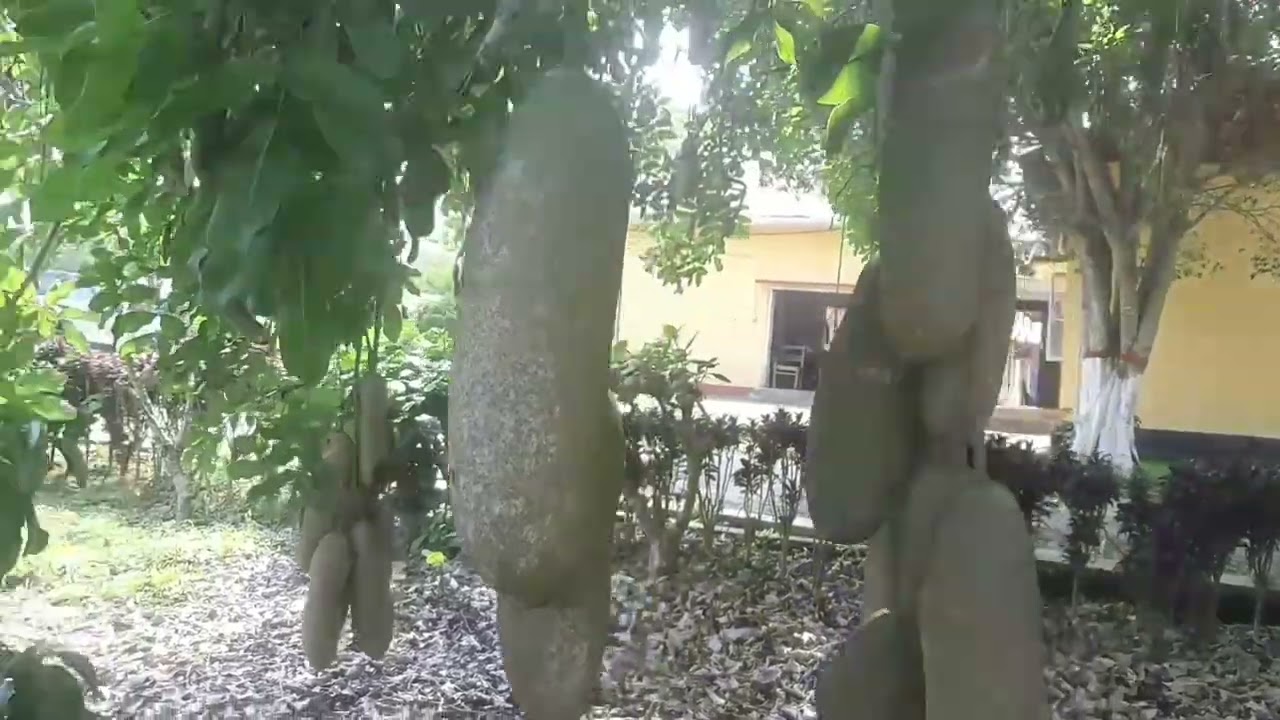 SAUSAGE tree KIGELIA African tree .