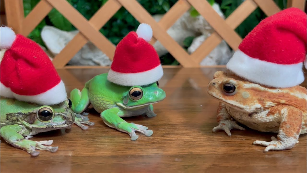 Christmas is doing a little something extra for someone🎅 Frog & Toad & Frog