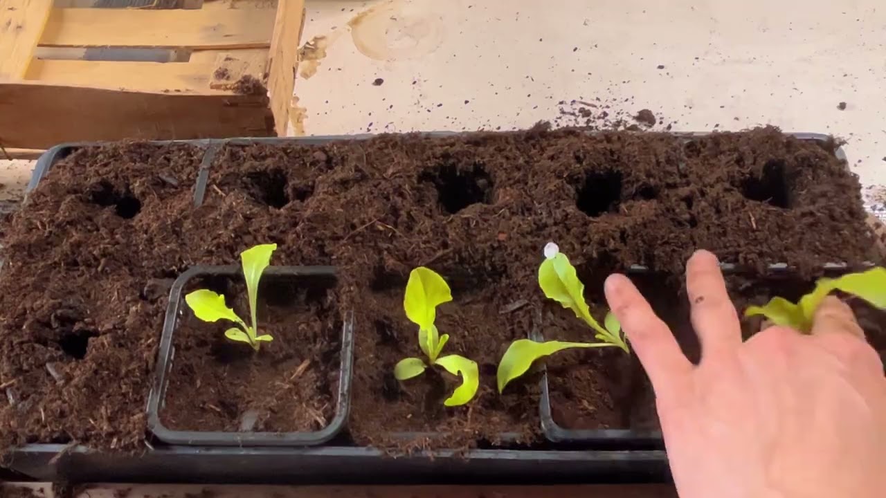 ❓Comment repiquer les semis de Salade 🥬 #jardin #potager #garden #salades #permaculture #jardiner