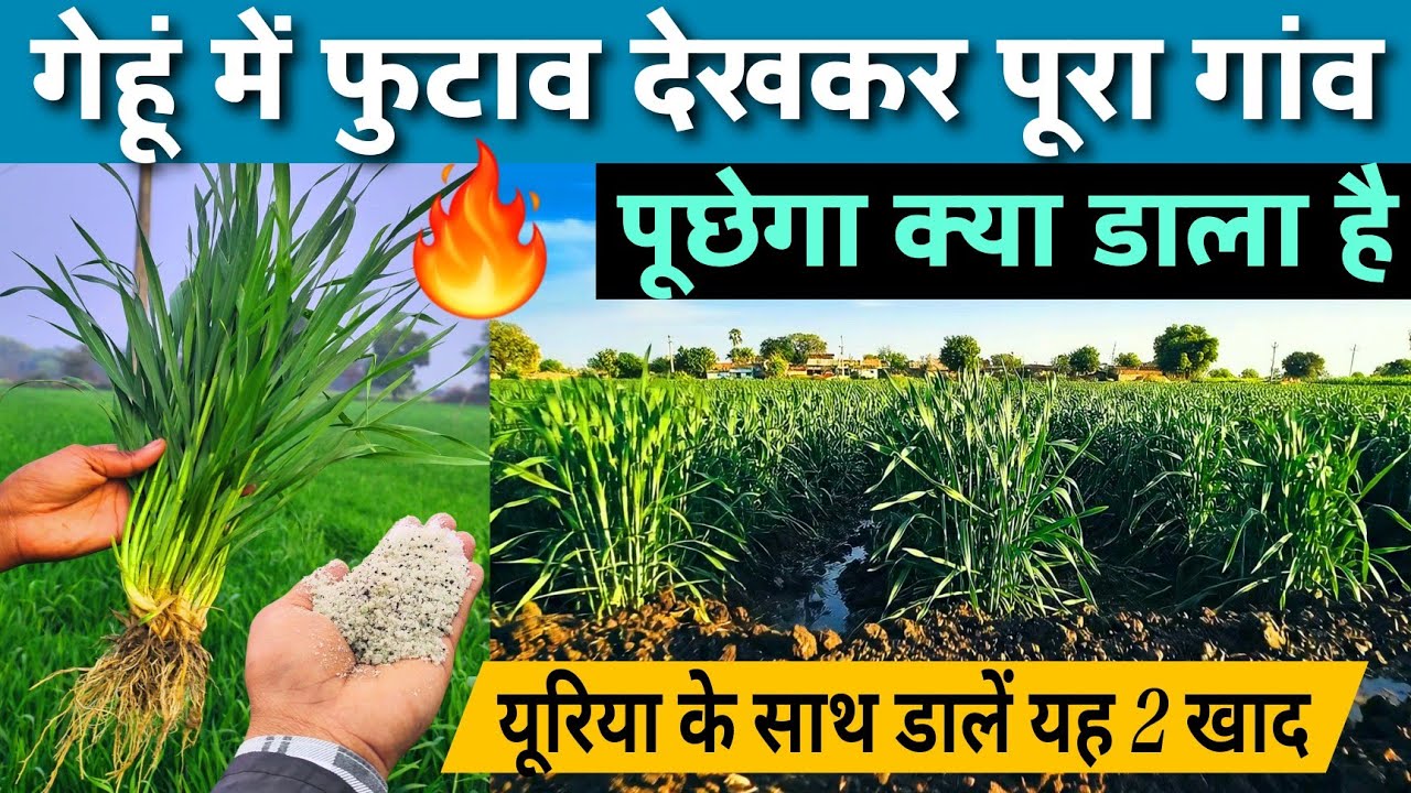 🌾गेहूं में कल्लों की संख्या कैसे बढ़ाएं | Wheat Tillering Secrets | 25–40 दिन में खेत झूमेगा🌾