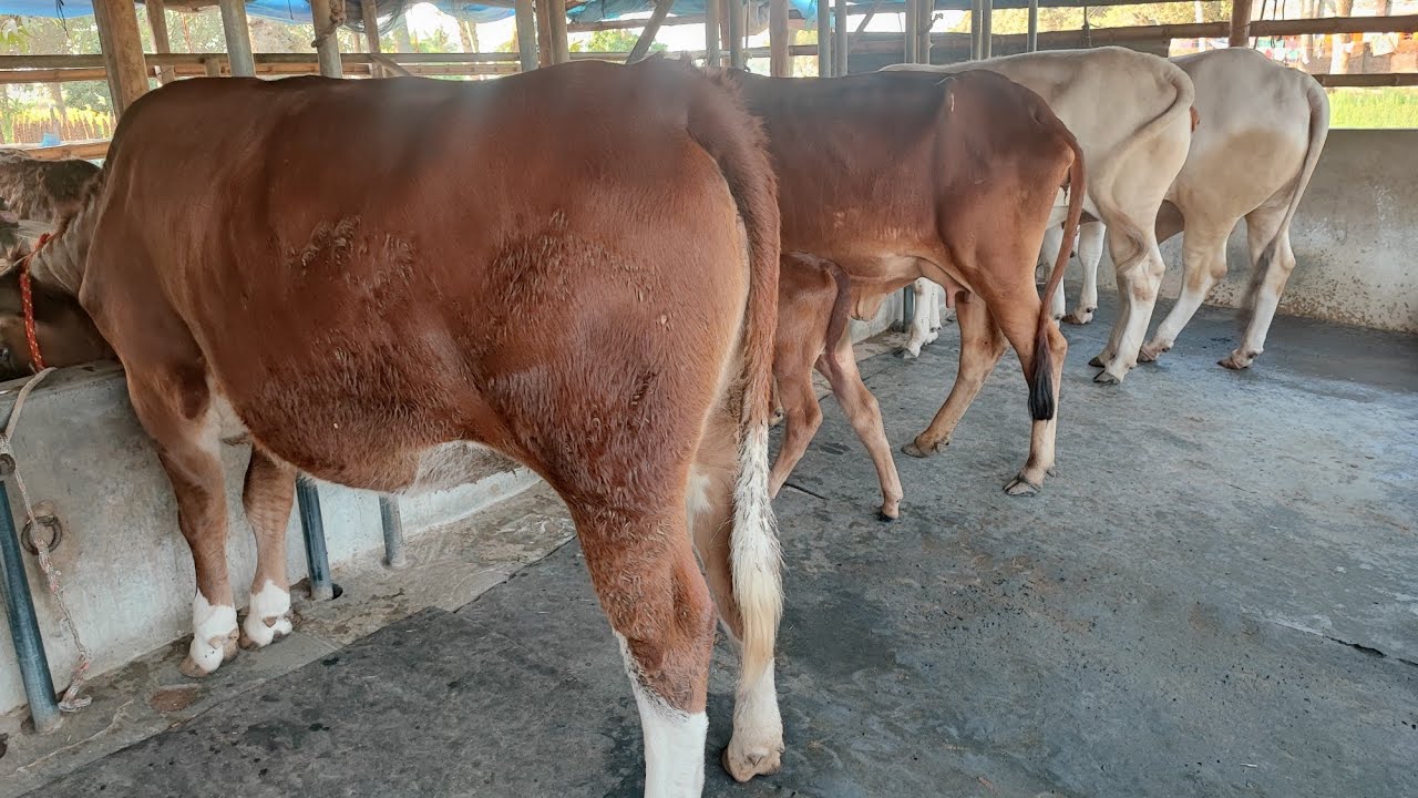 ৫ ফেব্রুয়ারী, ২০২৬