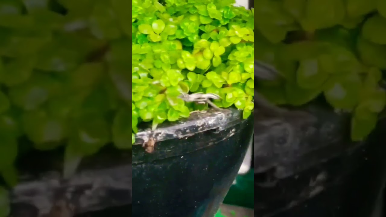 Planta Ornamental L&aacute;grima de anjo #shorts #plants #ornamental