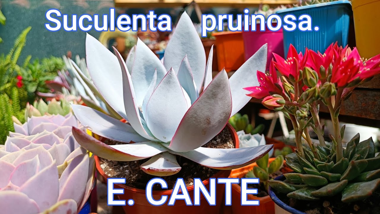 ECHEVERIA CANTE #trasplantesuculento #nuevasmacetas #sustratoespecial