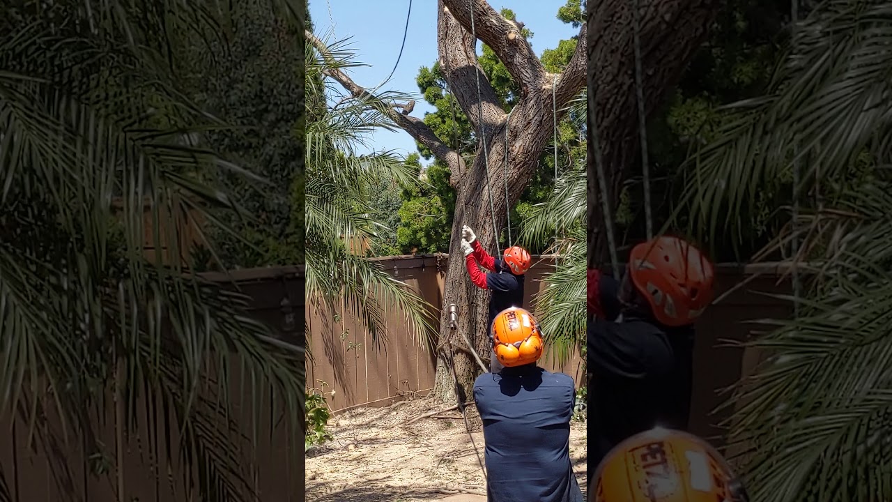 Tipu tree removal from Cassowary Court backyard May 8 2020