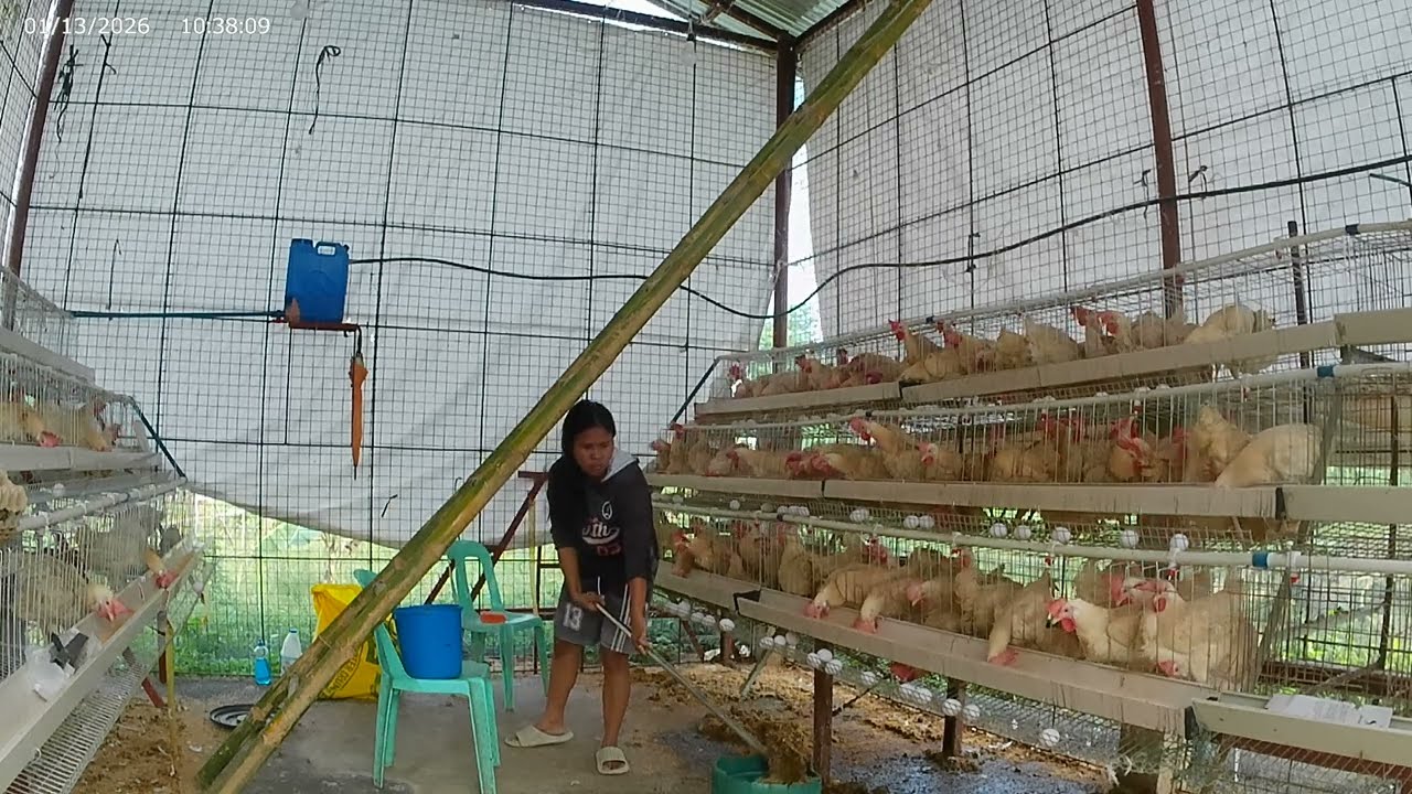 Chicken Coop cleaning #ladyfarmer #highlights #poultryfarming #rtlchicken#chickenfarm 