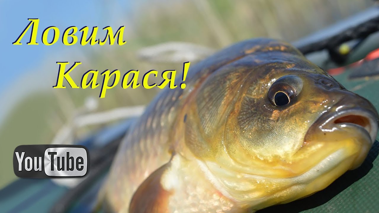 Ловим Карася! Московская Область, Химки