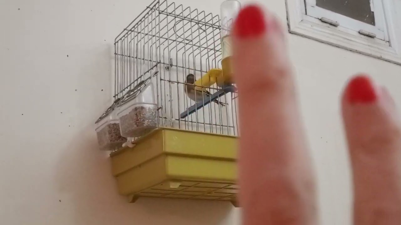 حذاري من الحسون bec croisé  ( باك كروازي )