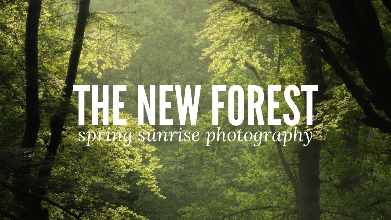 Spring Sunrise in the New Forest | Misty Landscape Photography