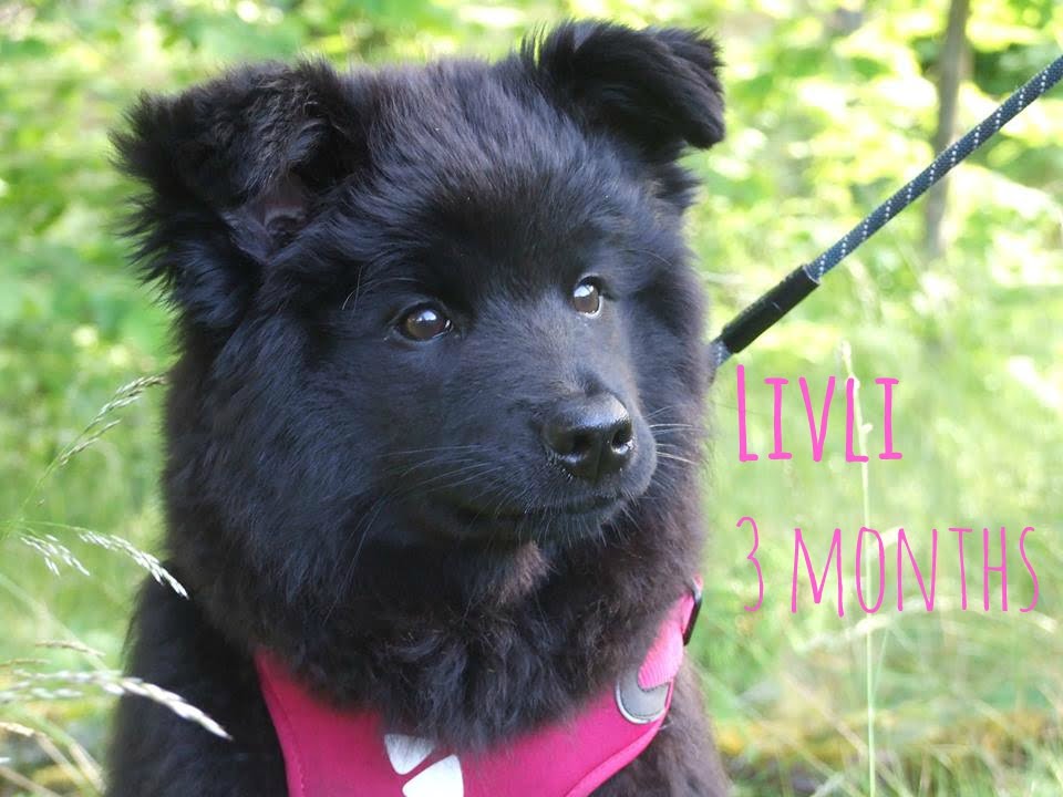 Livli - 3 months old | SWEDISH LAPPHUND PUPPY