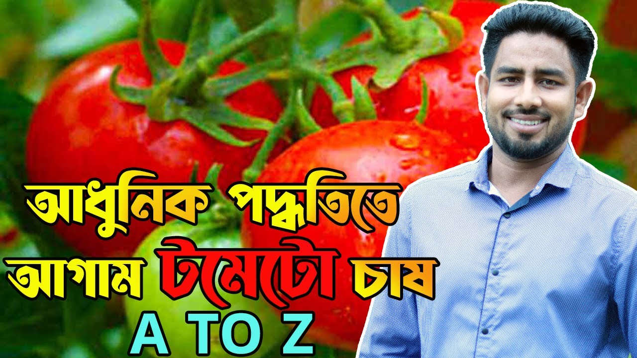 আধুনিক পদ্ধতিতে আগাম টমেটো চাষ A to Z  | Agro One - একটি আধুনিক কৃষি প্রচেষ্টা