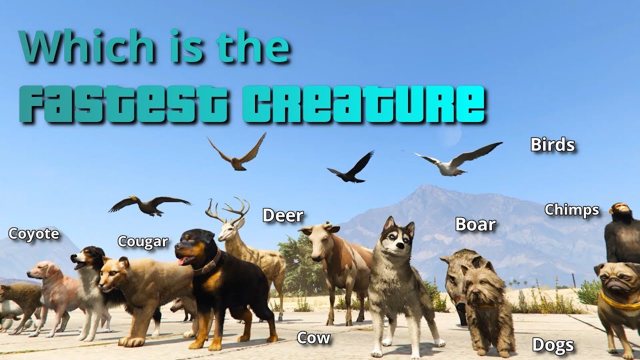 GTA V Which is the fastest Creature | All Animals, Fishes & Birds tested