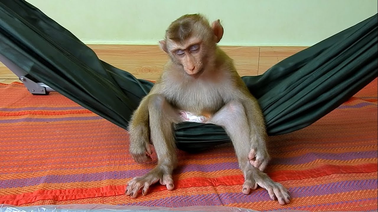 Smart Monkey Kako Sleep On Hammock