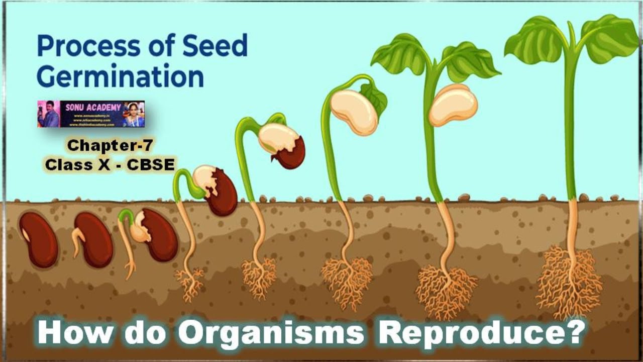 Seed Germination| Reproduction in Organisms | 