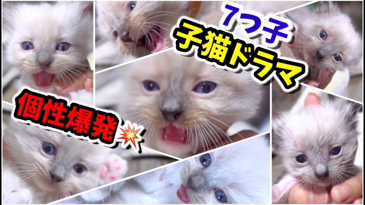 【7つ子生後33日目】個性豊かな子猫たちは毎日が猫ドラマww 【子猫物語】 #猫 #子猫 #ラグドール #猫ミーム
