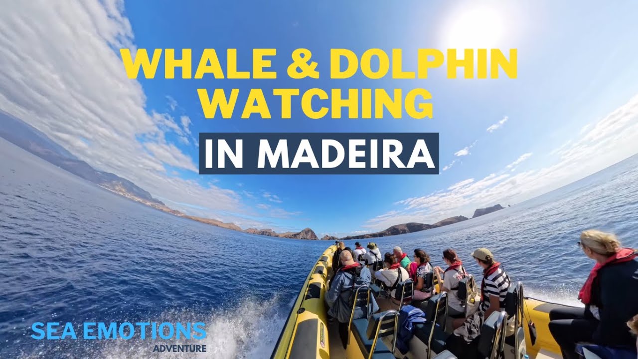 Whale & Dolphin Watching in Madeira: Sea Emotions Adventure!