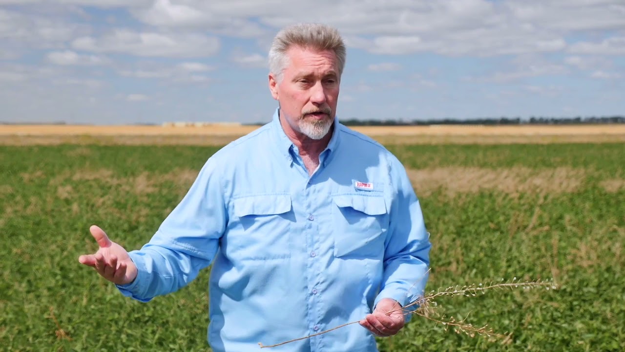 Relay Cropping  Winter Camelina and Soybean