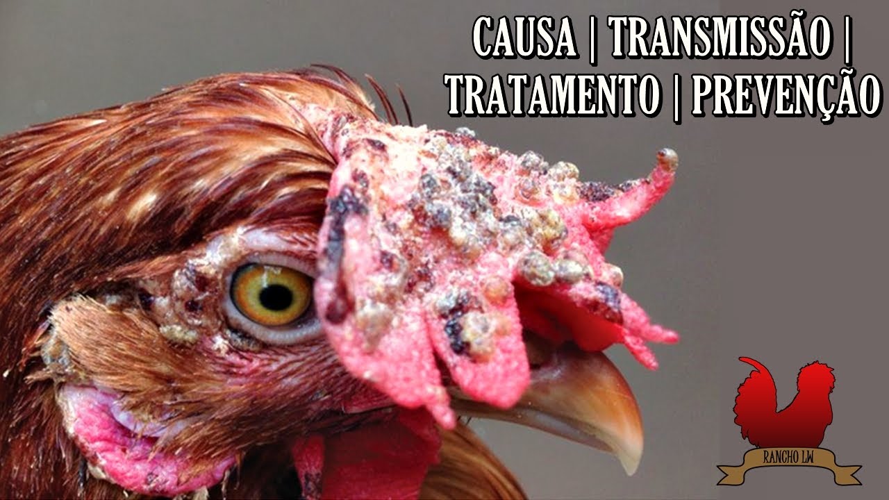 BOUBA AVIÁRIA: CAUSA, SINTOMAS, TRATAMENTO E PREVENÇÃO