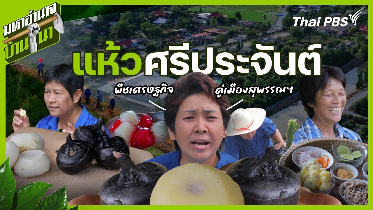 แห้วศรีประจันต์ พืชเศรษฐกิจคู่เมืองสุพรรณฯ | มหาอำนาจบ้านนา
