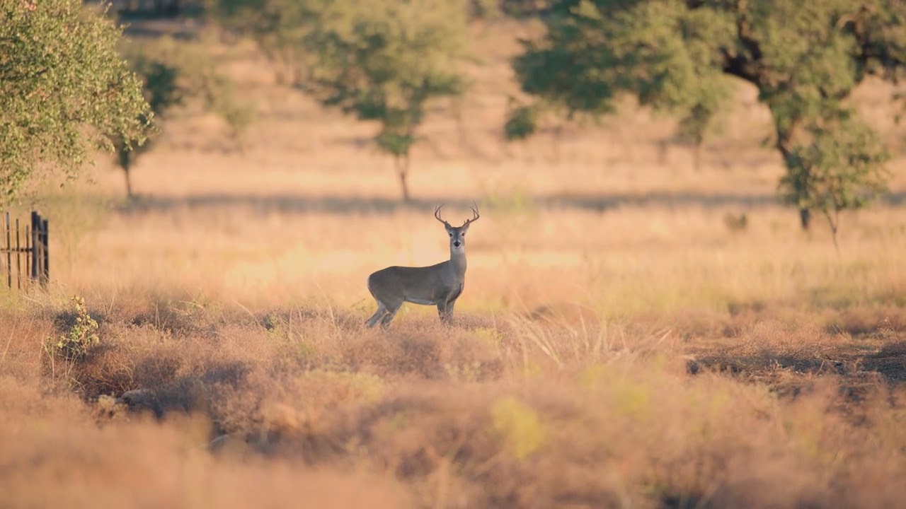 Ранчо «Голые индейцы» | Texas Ranch Sales, LLC