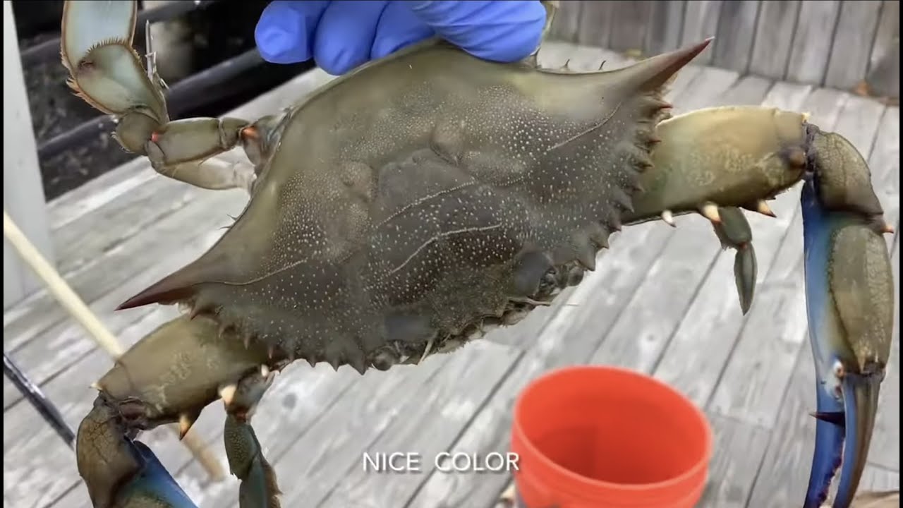 How to catch crabs in New Jersey (Pinoy Edition) with English Subtitles