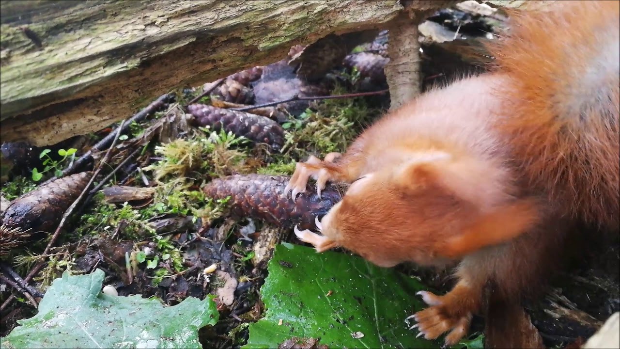 Lucky das Eichhörnchen - die erste Nuss nach dem Autounfall