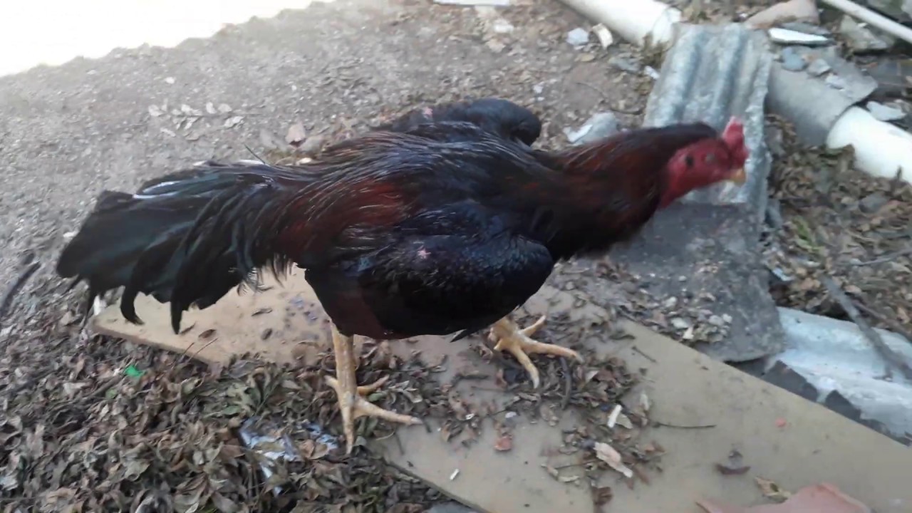 Peito Seco Galo Recuperado