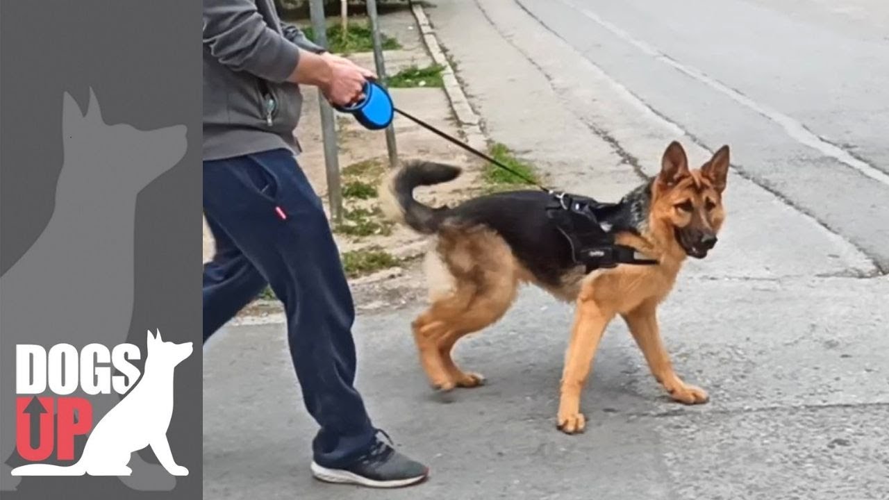 Γερμανικός Ποιμενικός 10 μηνών πριν και μετά την Βασική Εκπαίδευση