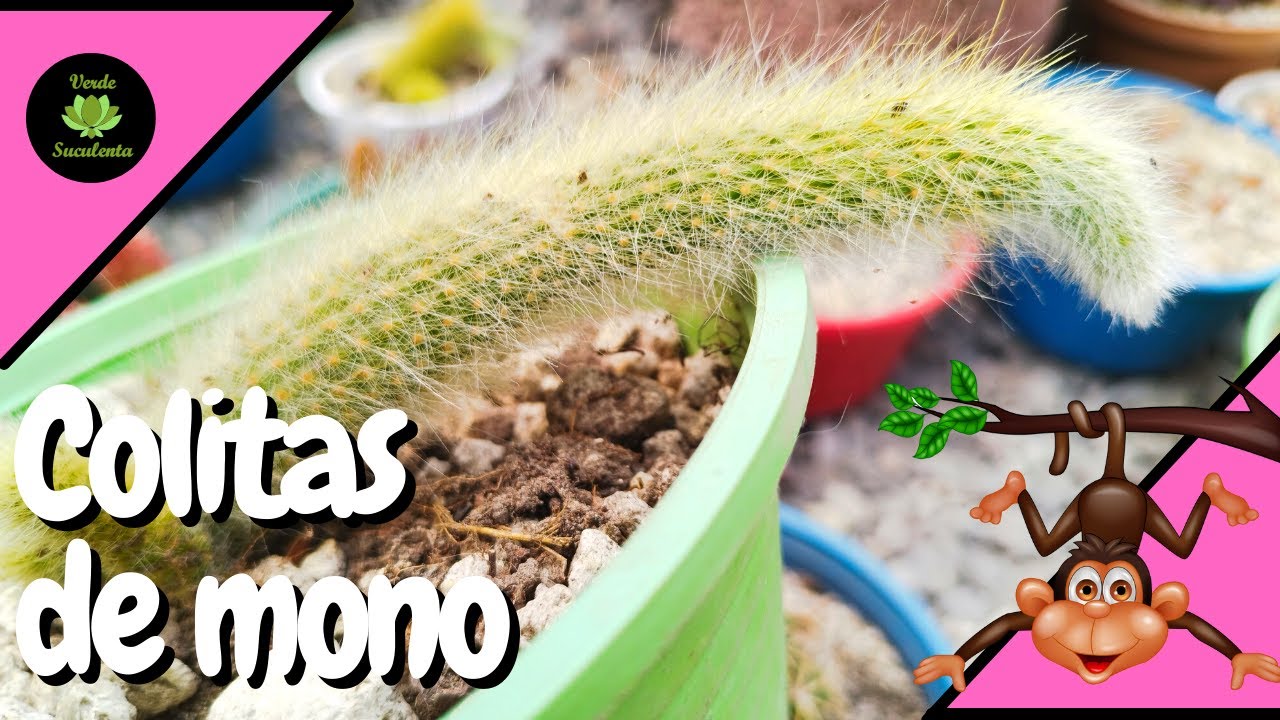 Cuidados y propagación del cactus 