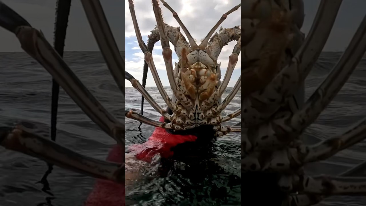 Land Of The Lobster #lobster #freedive #snorkeling #dive #diving #florida #southflorida #soflo #fl