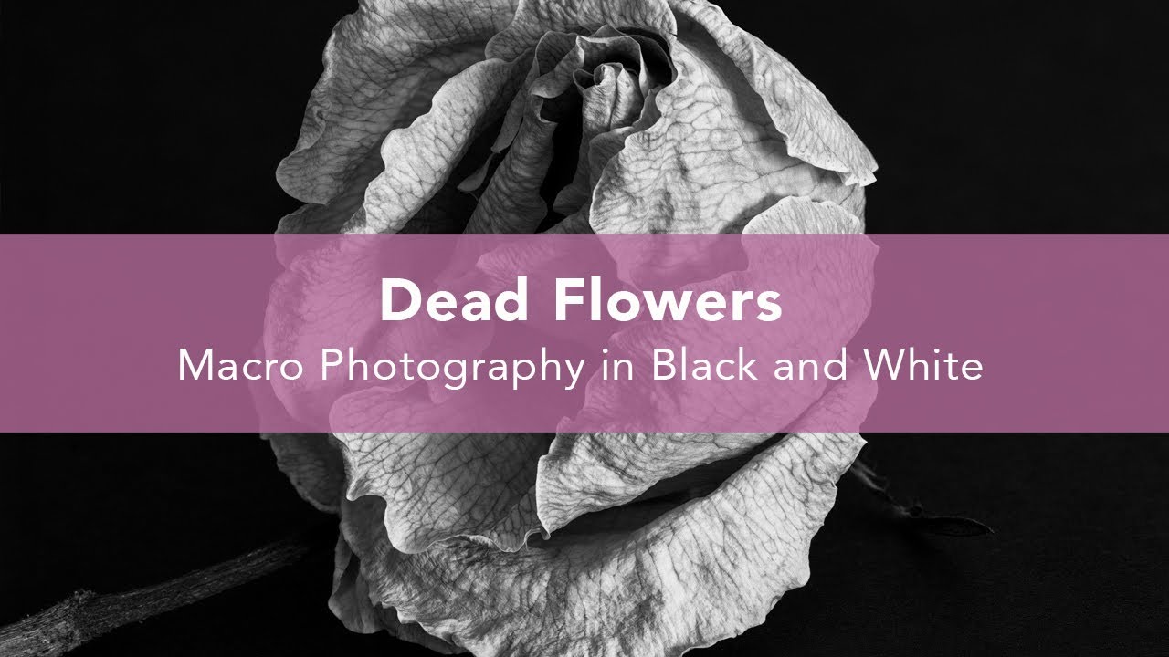 Dead Flowers Photography