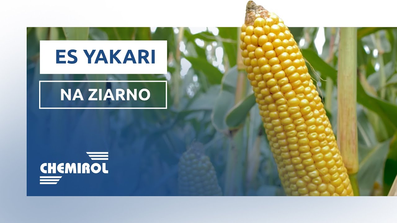 ES YAKARI || kukurydza na ziarno