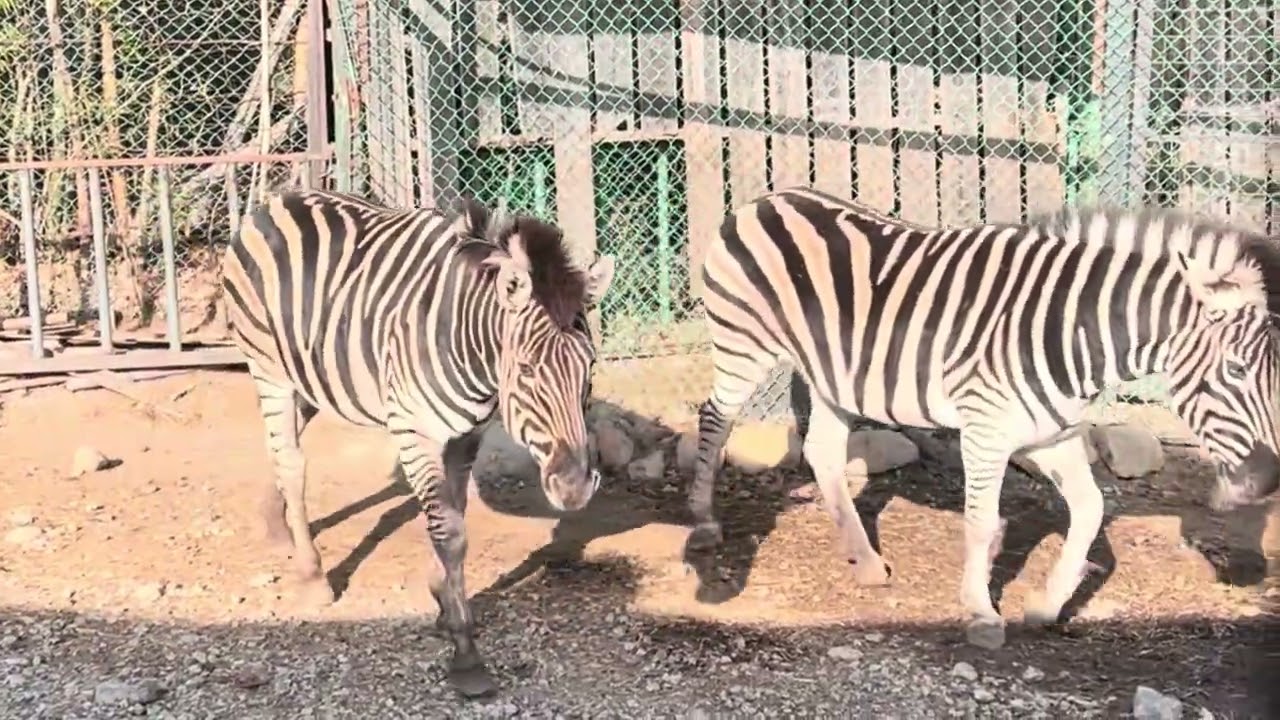 那須サファリパークに行った時
