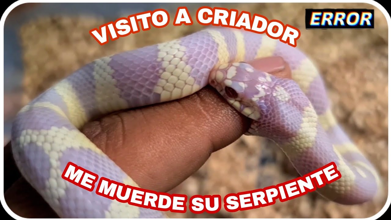 CRIADOR DE CULEBRAS 😵