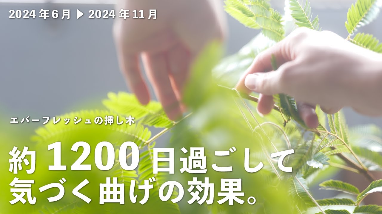 【24年度室内に移動】エバーフレッシュの挿し木 #21（1110日目〜1260日目）