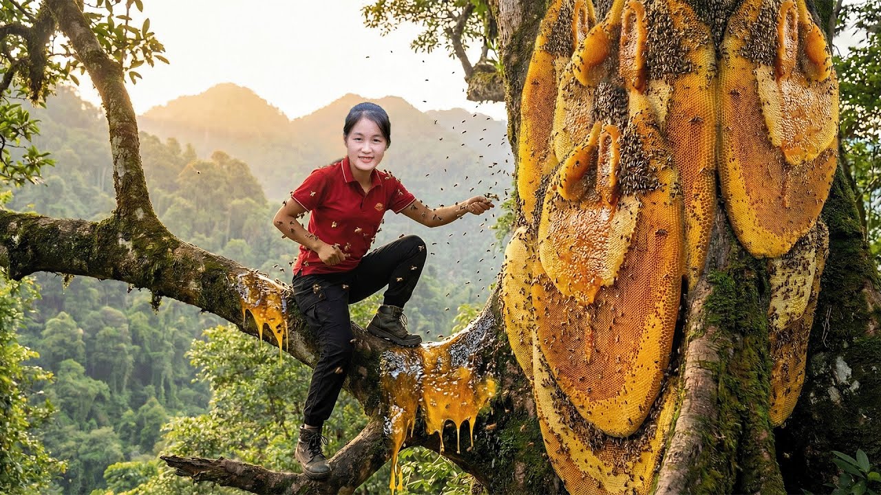 2026 Forest Honey Harvesting — Collecting Wild Honey at Dangerous Heights