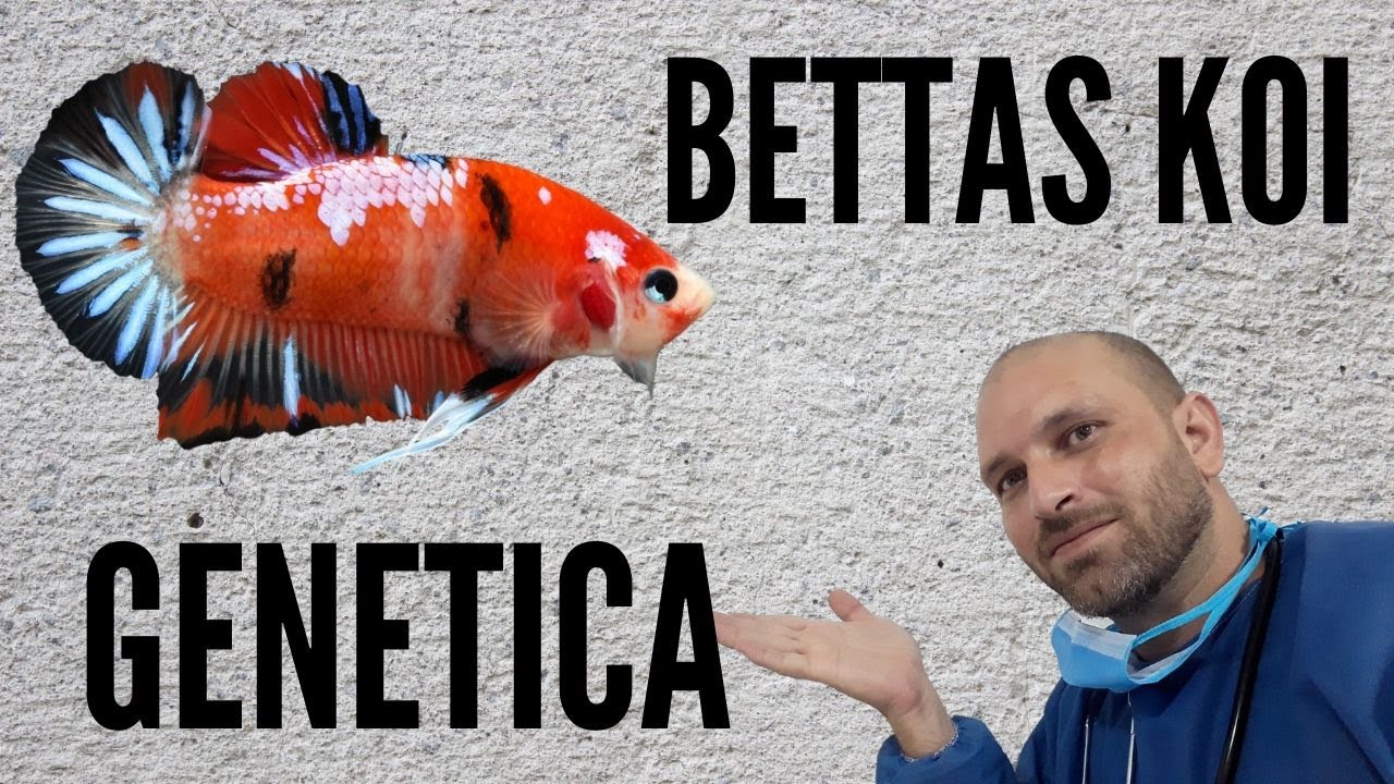 BETTAS KOI , GENETICA Y CARACTERISTICAS