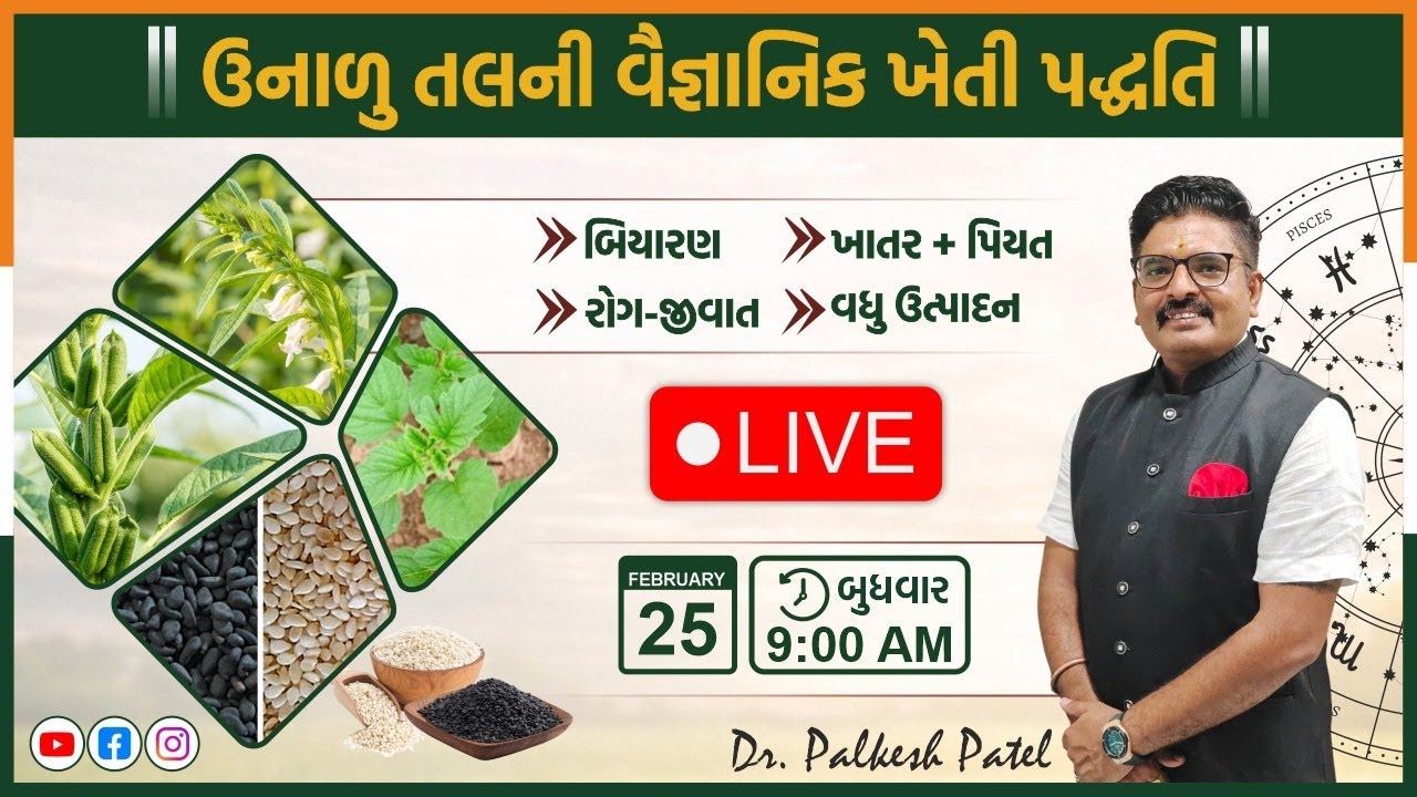 ઉનાળુ તલનું સંપૂર્ણ અને સચોટ માર્ગદર્શન.#drpalkeshpatel