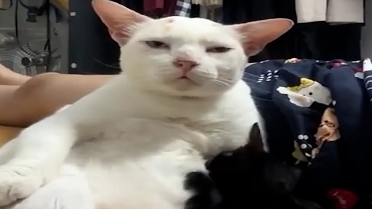 meme trên facebook tệ hơn bạn tưởng: