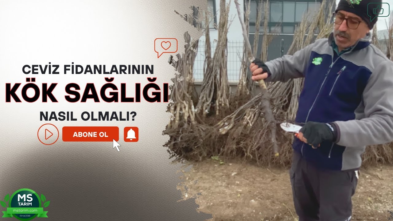 Ceviz Fidanının Sağlıklı Olup Olmadığını Nasıl Anlarız
