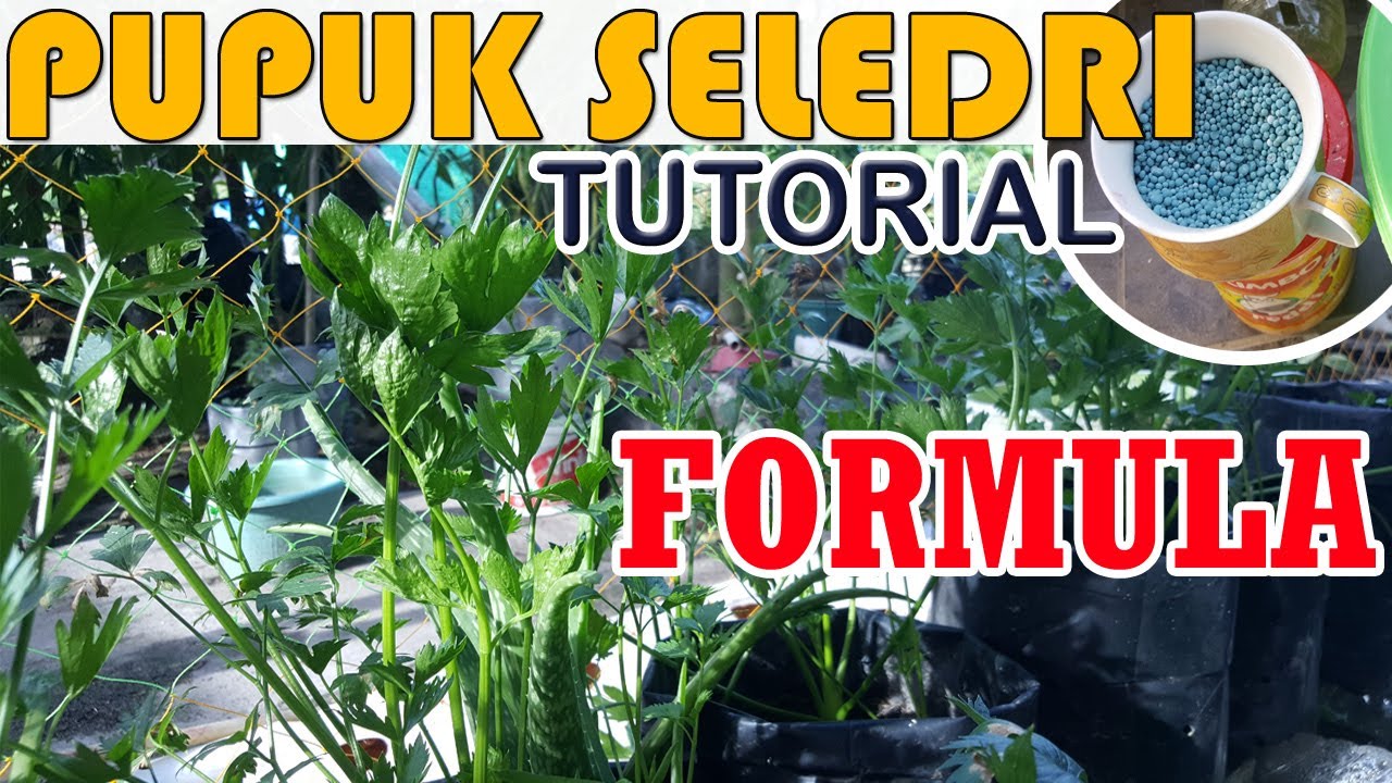 CARA DAN DOSIS PEMUPUKAN SELEDRI atau DAUN SOP dengan NPK