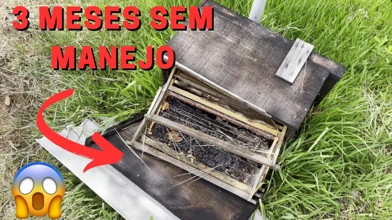 Fiquei 3 MESES sem visitar o APIÁRIO e o olha o tamanho do PREJUÍZO