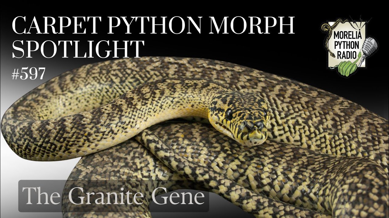 Carpet Python Morph Spotlight: The Granite Gene.