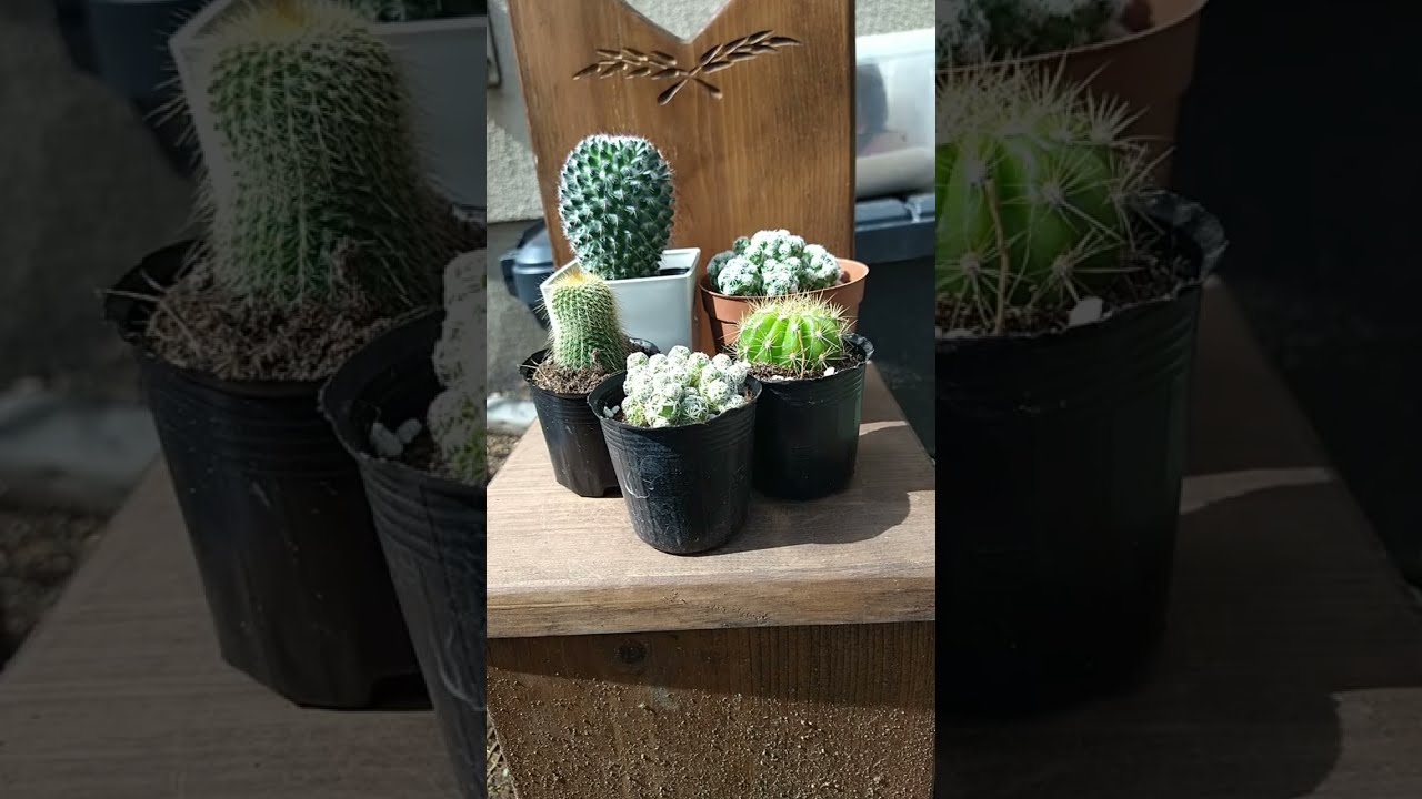 CACTUS 🌵🌵 COLLECTION
