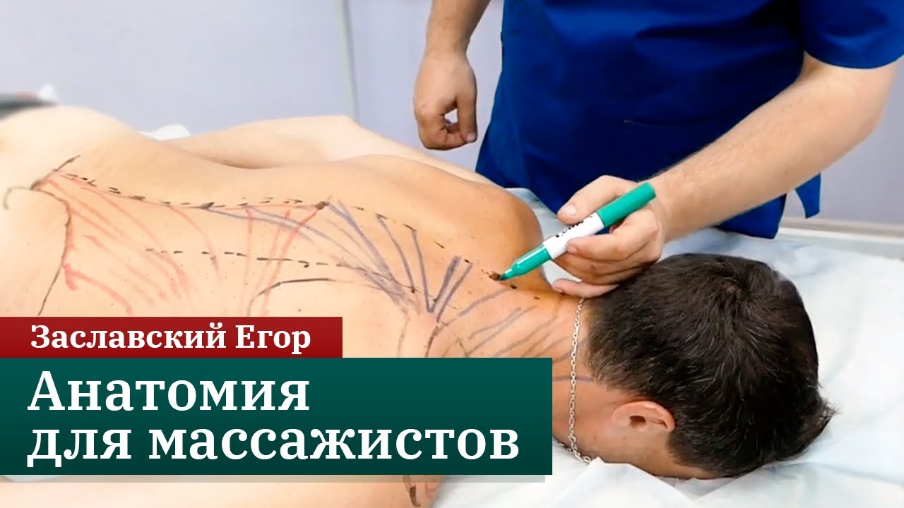 Анатомия для массажистов. Мышцы и костные ориентиры спины. Заславский Егор