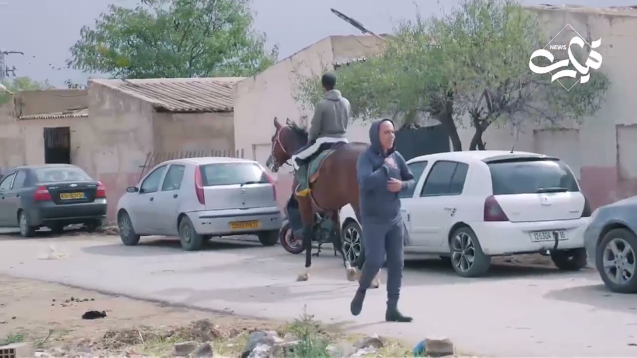تيارت: عشرات الخيول بميدان قايد احمد مهددة بالنفوق عطشا بسبب قطع الكهرباء