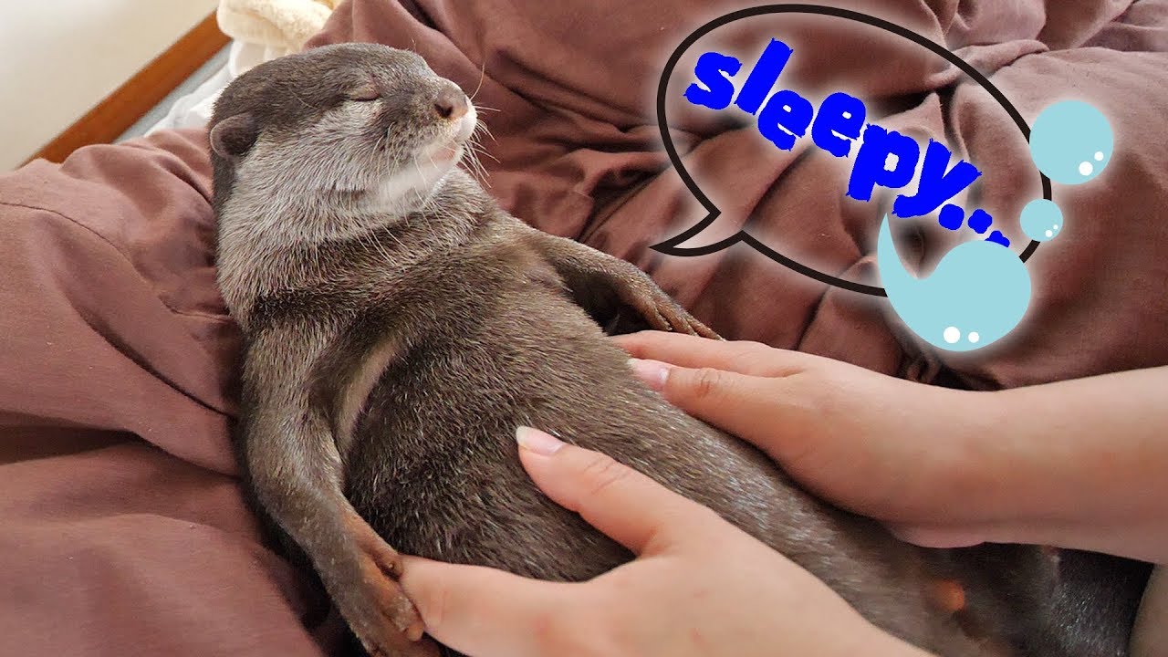 全く起きようとしないカワウソのビンゴ！Otter Bingo is exhausted, what he had last night?