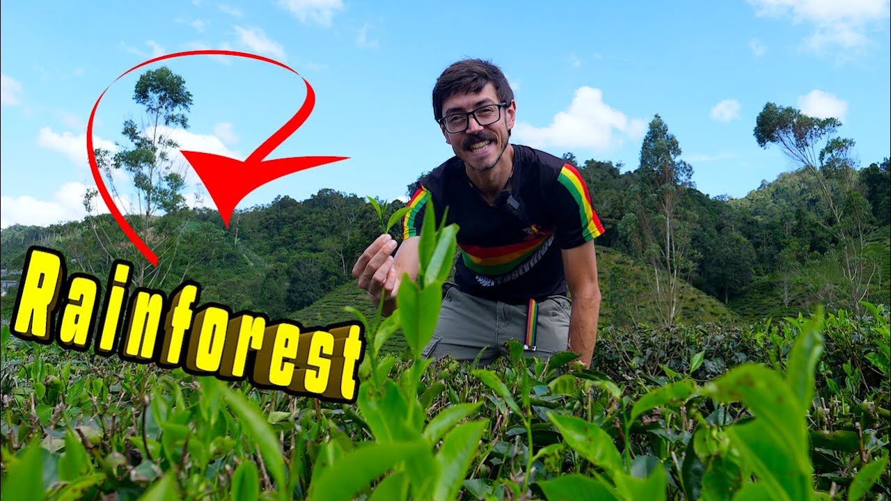 Rainforest Hike to 2000m Peak in CHILLY and GORGEOUS Malaysia (Hiking the Cameron Highlands)